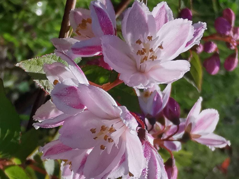 Deutzie rosa - Deutzia rosea
