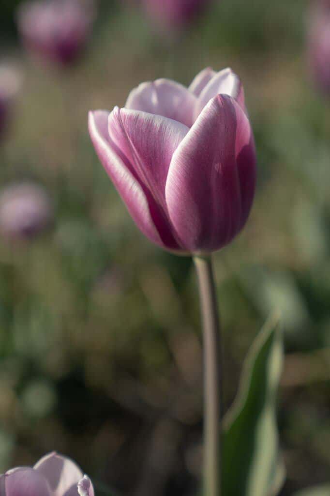 Tulip violett-weiß