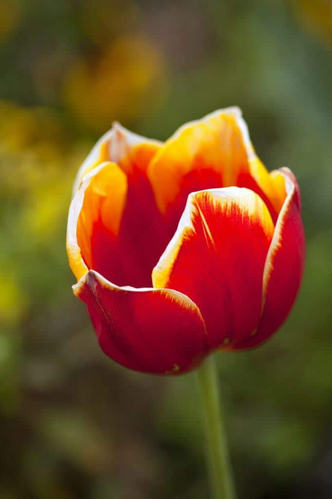 Tulpe orangegelb