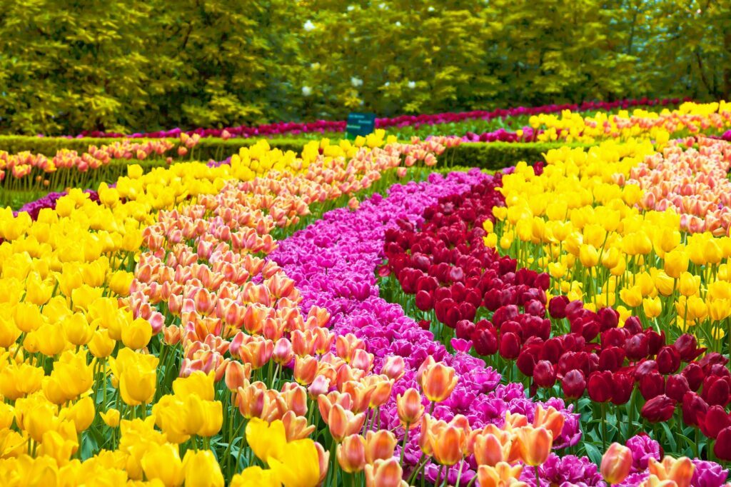 Gartentulpe - Tulip spp