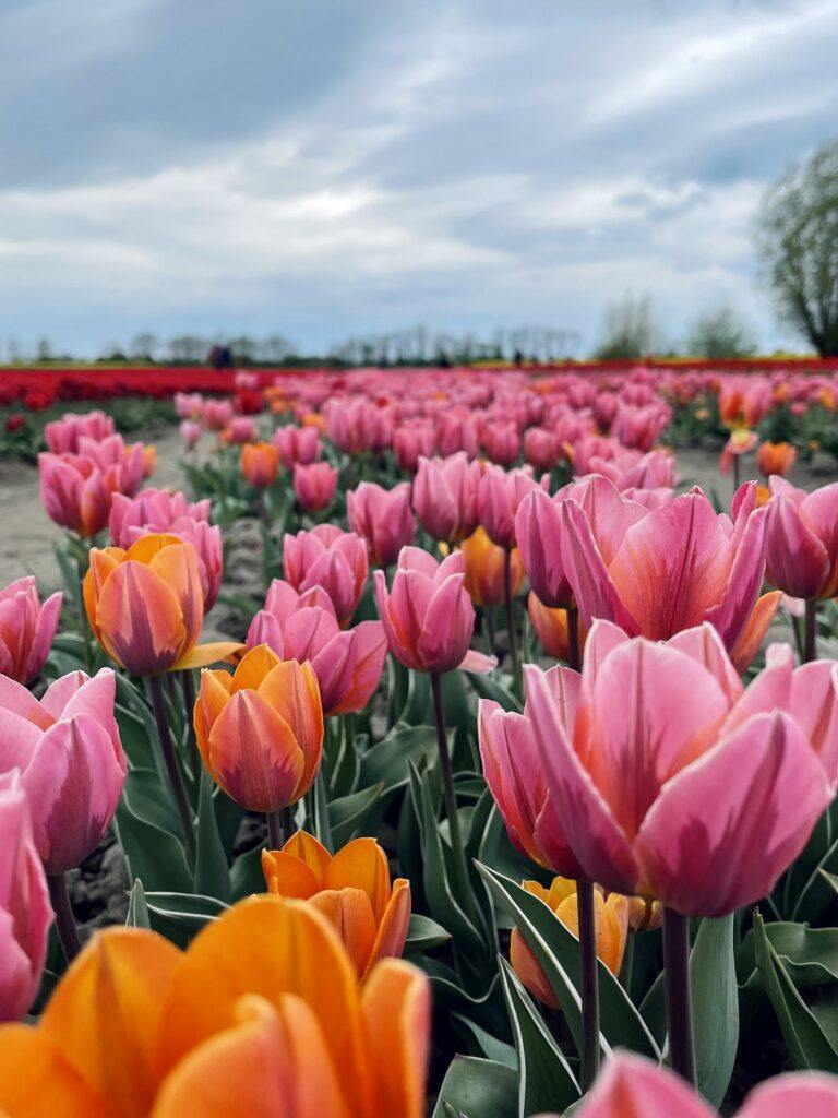 Tulips