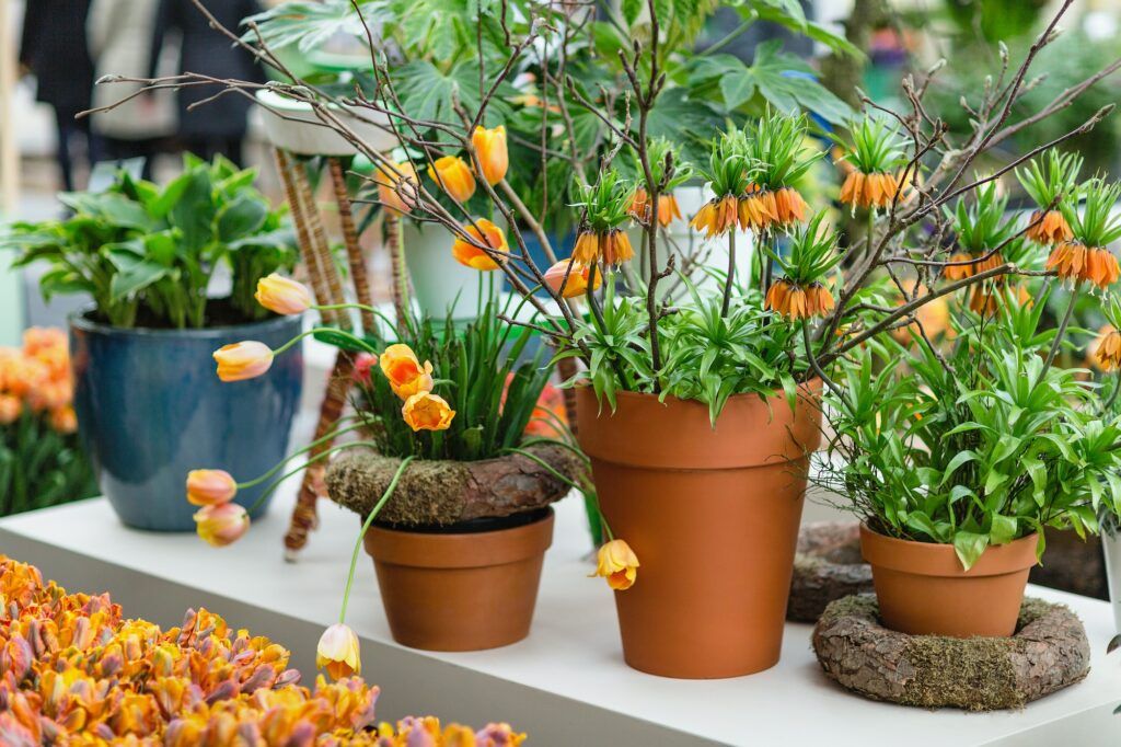Tulpen im Blumentopf