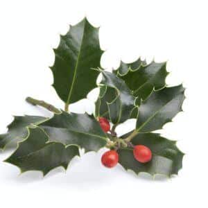 Zweig der Stechpalme mit glänzenden Blättern und roten Beeren