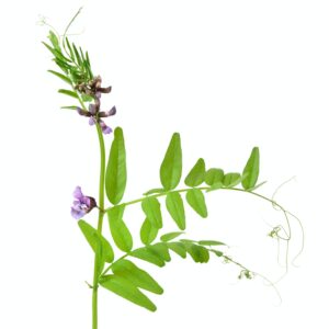 Zaunwicke - Vicia sepium