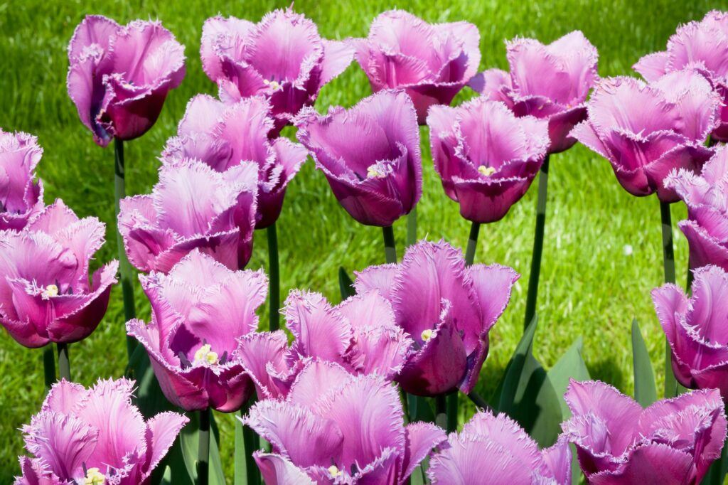 Lila Tulpen