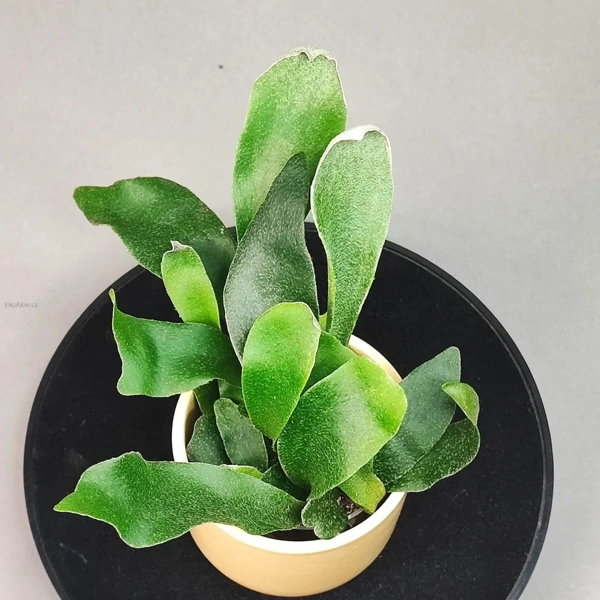 Geweihfarn (Platycerium bifurcatum)​