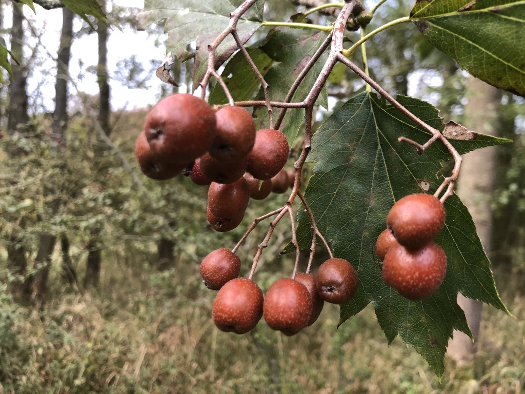 Elsbeere (Sorbus torminalis)