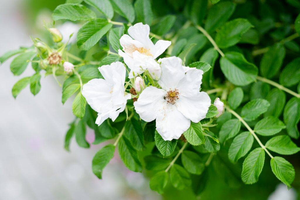 Falscher Jasmin - Pfeifenstrauch