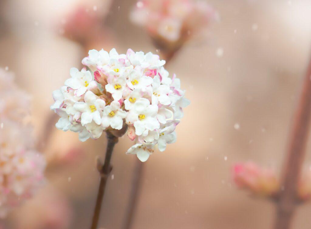 Weiß-rosa Blüte des Viburnum farreri, Makro-Hintergrund.