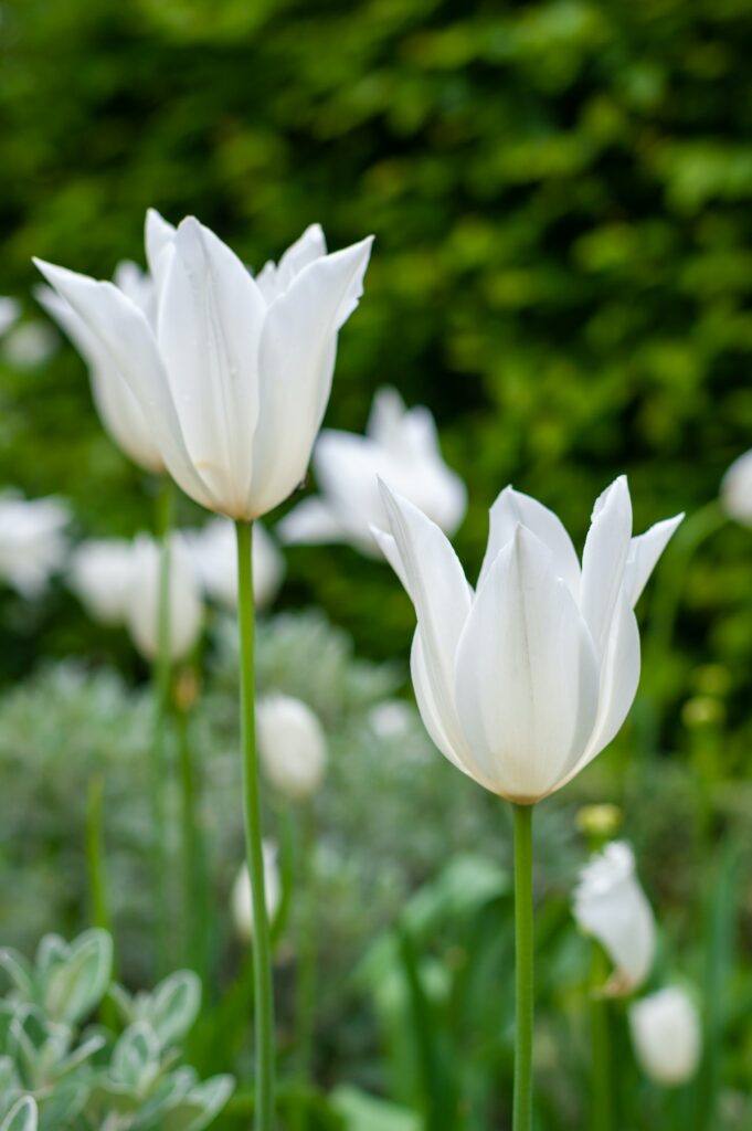 Weiße Tulpen im Garten