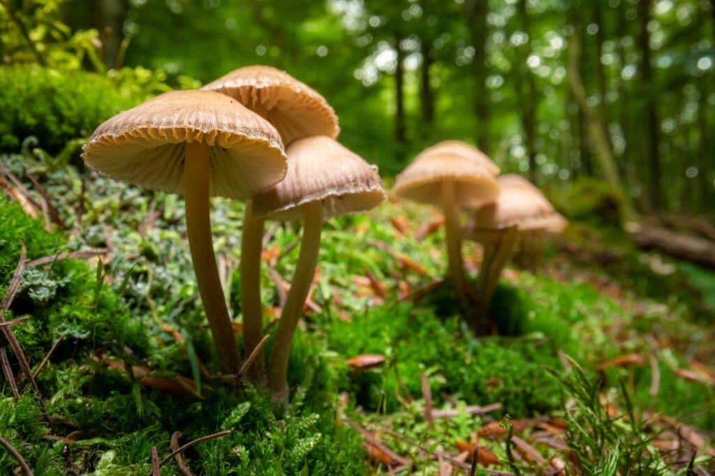 Pilze (Marasmius oreades) im Hexenring