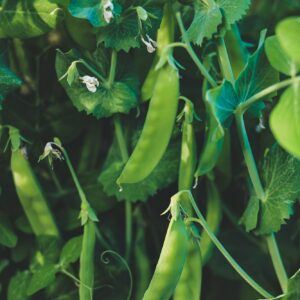 Erbsenanthraknose