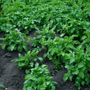 Phoma-Fäule der Kartoffeln – befällt ausschließlich Kartoffeln