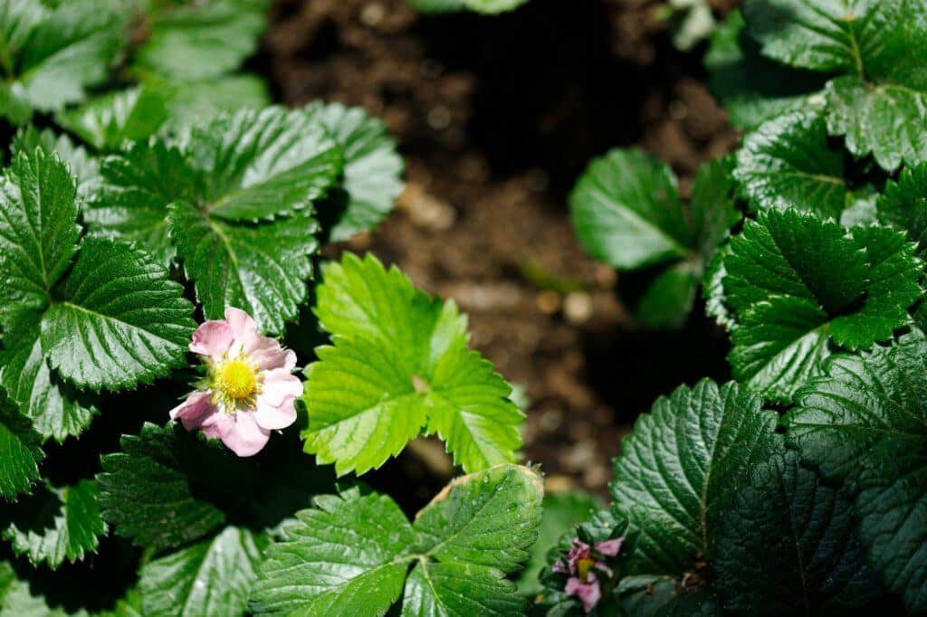Kronenfäule bei Erdbeeren – Anbau resistenter Sorten