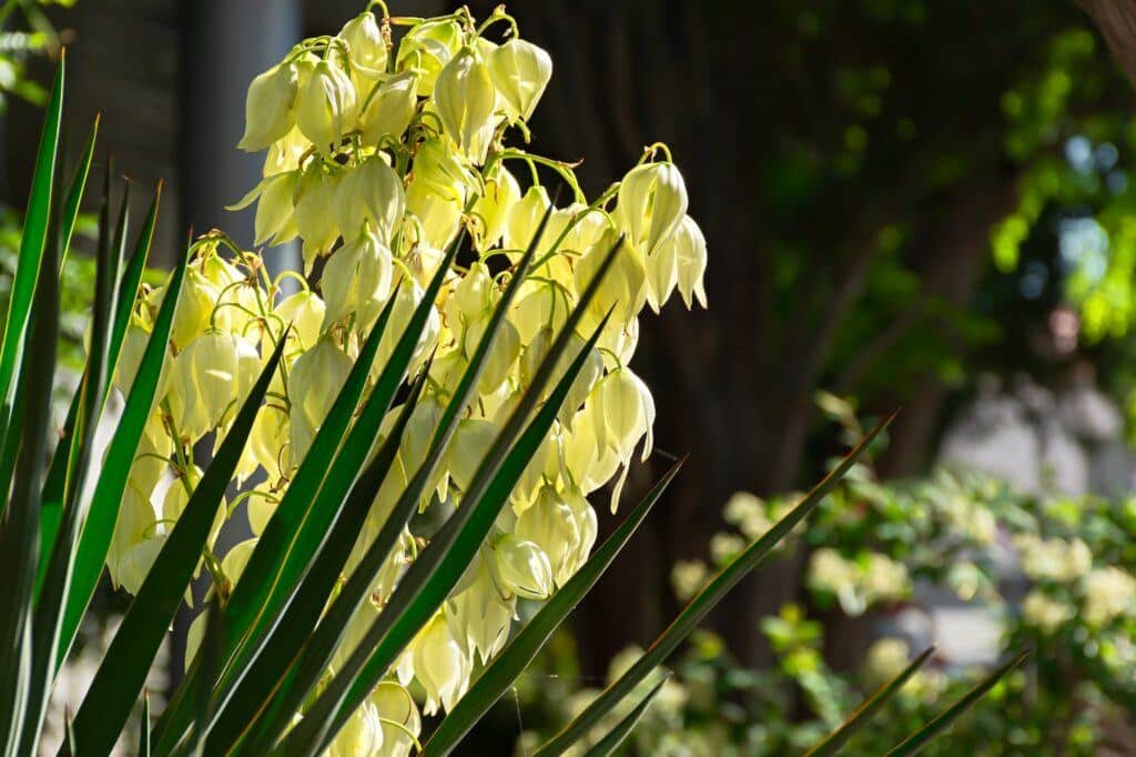 Blühende Yucca, die richtig kultiviert wird