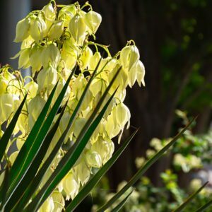 Blühende Yucca, die richtig kultiviert wird