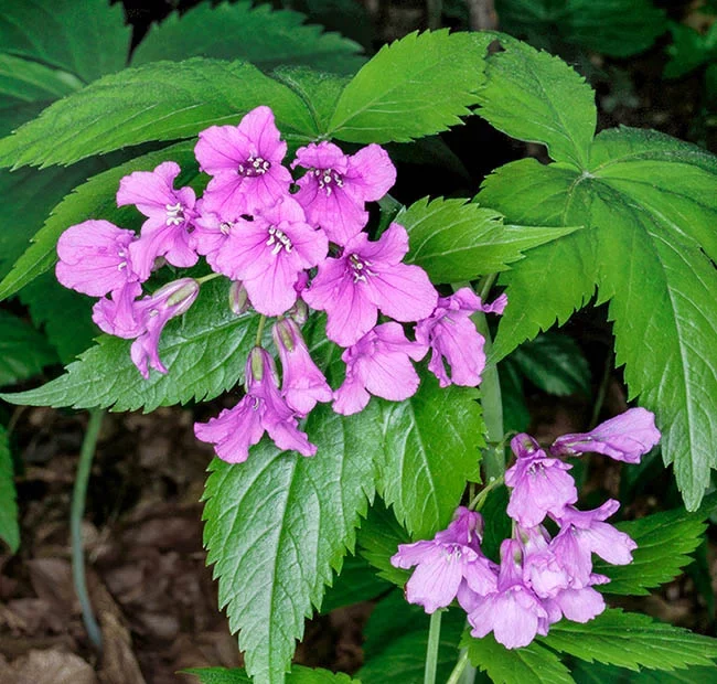 Cardamine pentaphyllos (syn. Dentaria pentaphyllos)​