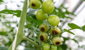 Tomate - Kalziummangel