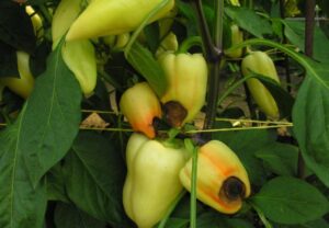 Paprika - fehlender Kalzium