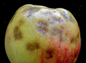 bittere Stippe bei Äpfeln durch Calciummangel