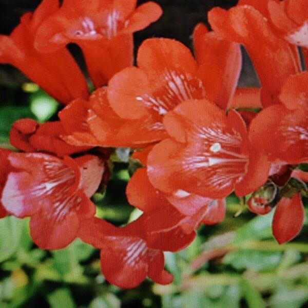 Roter Bartfaden (Penstemon hartwegii) – Hartwegs Bartfaden