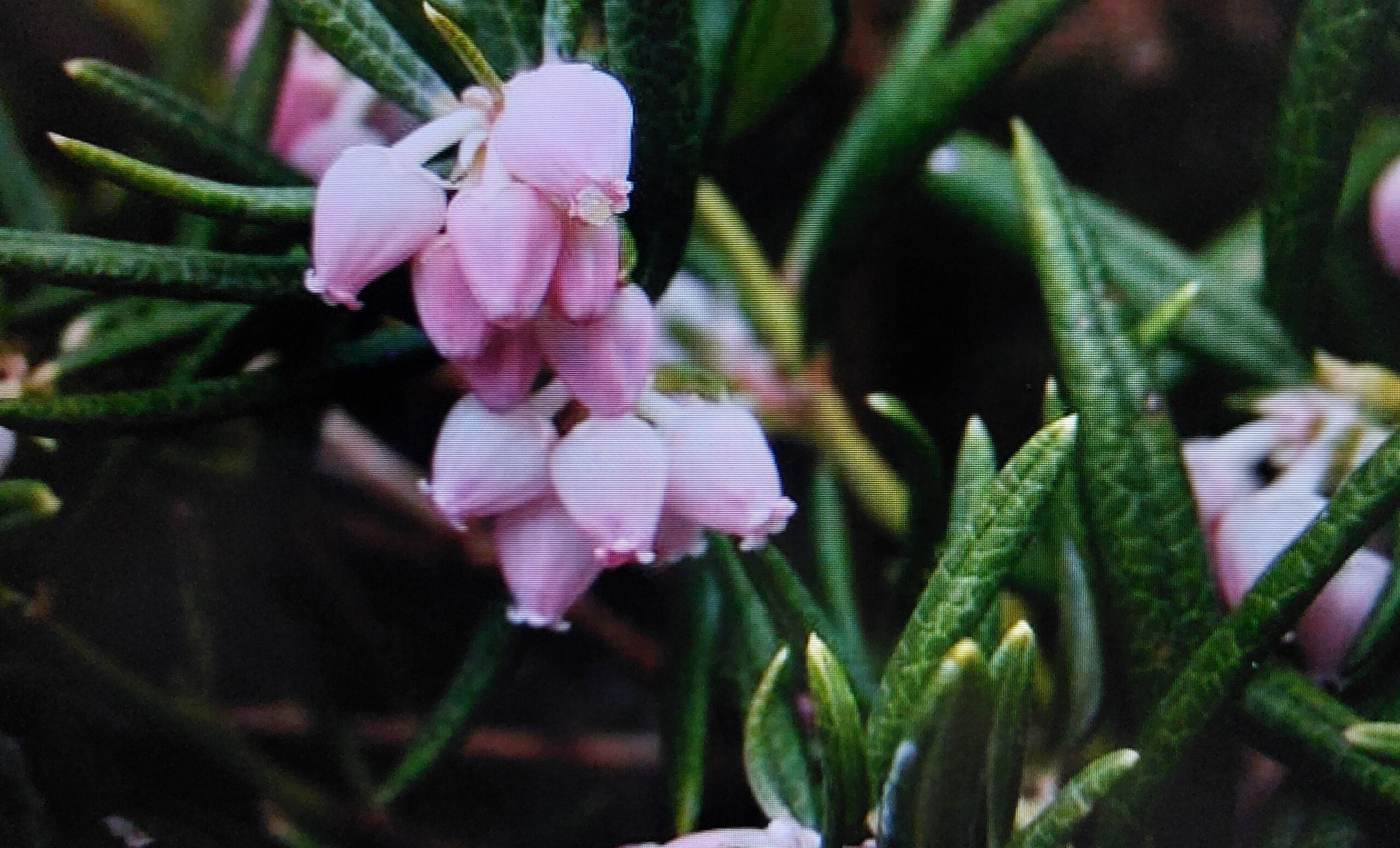 Rosmarinheide (Andromeda polifolia)