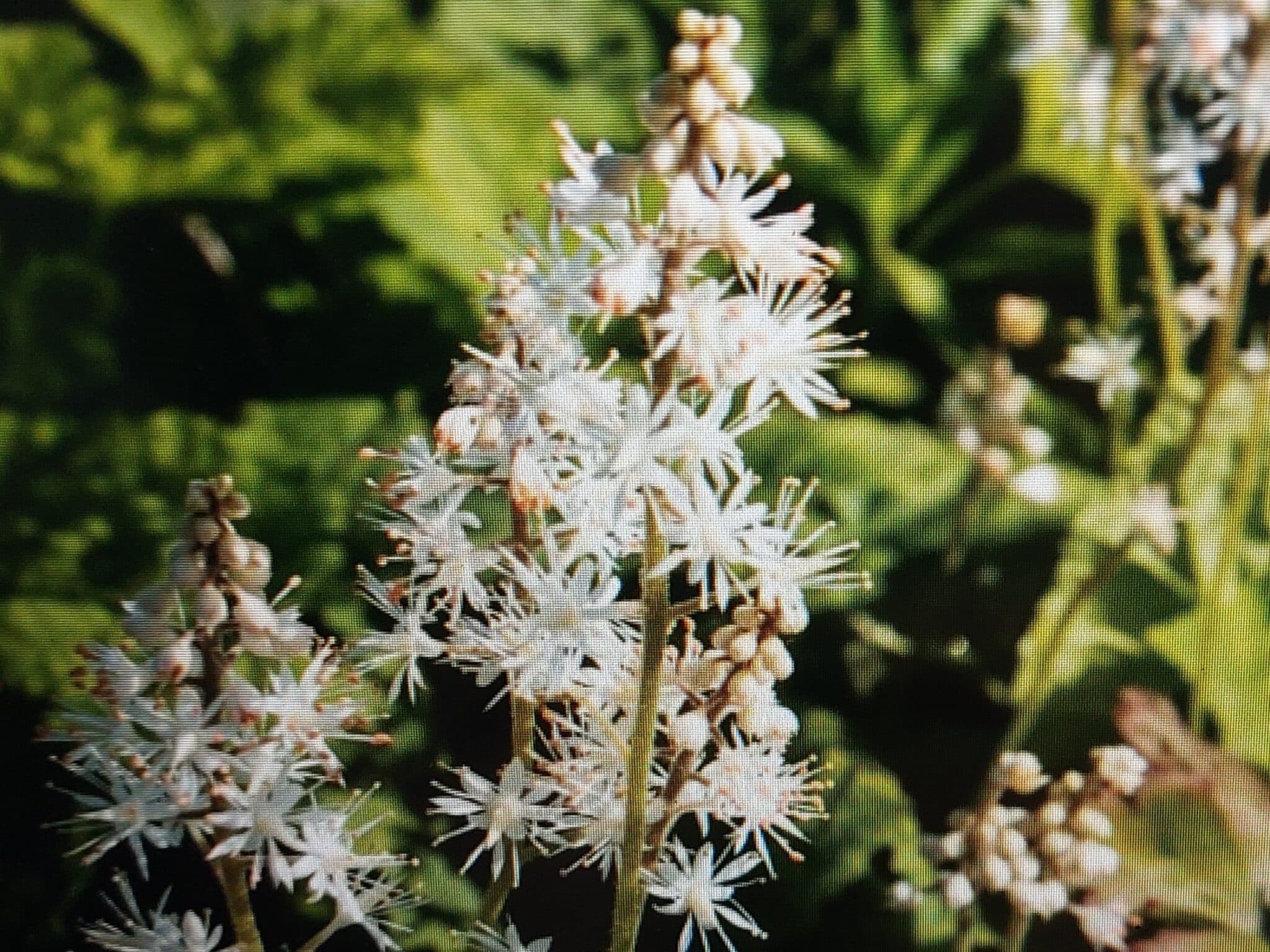 Herzblättrige Schaumblüte