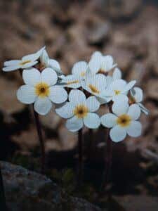 Mannsschild (Androsace chamaejasme)