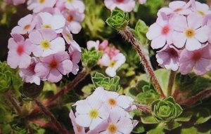 Hauswurz-Mannsschild (Androsace sempervivoides)