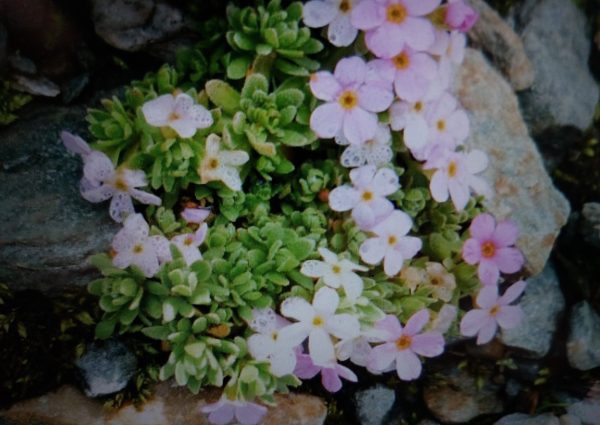 Alpen-Mannsschild (Androsace alpina)