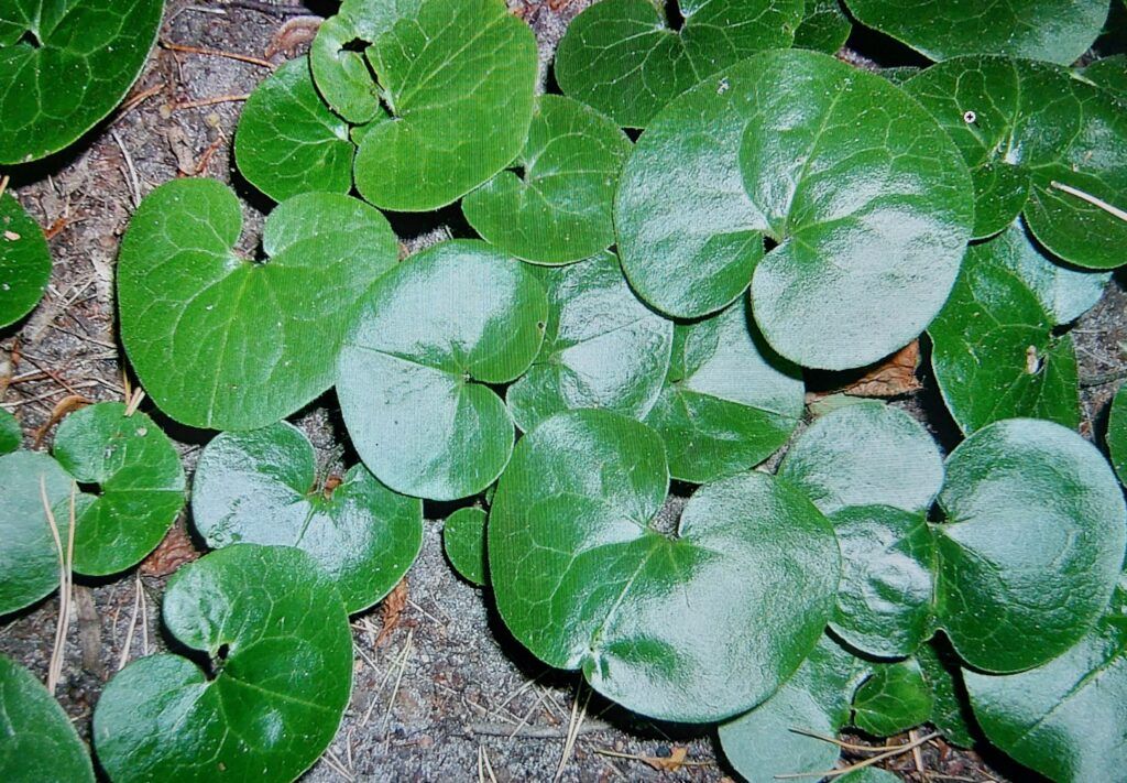 Geschlossener Teppich der Gewöhnlichen Haselwurz: glänzende dunkelgrüne, nierenförmige Blätter bedecken den Boden unter Bäumen