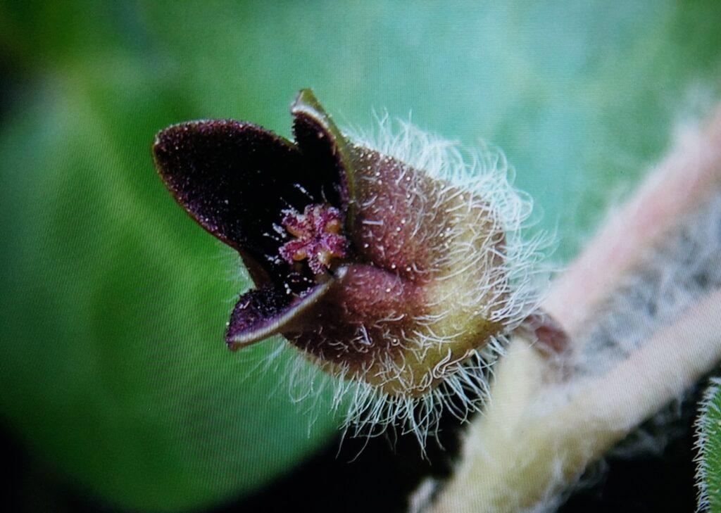 Blüte der Gewöhnlichen Haselwurz: dunkelpurpurne Glocke mit abstehenden Zipfeln, dicht behaart, dicht am Boden verborgen