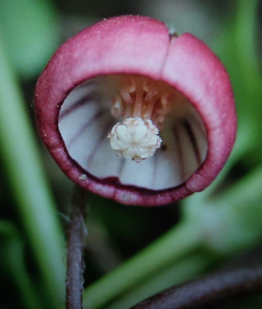 Detail der karminroten, glockenförmigen Blüte von Asarum caulescens mit weißer Narbe im Inneren