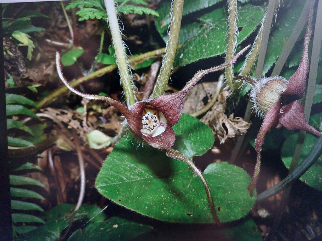 Geschwänzte Haselwurz (Asarum caudatum) mit lang ausgezogenen Blütenzipfeln und herzförmigem Blatt auf dem Waldboden