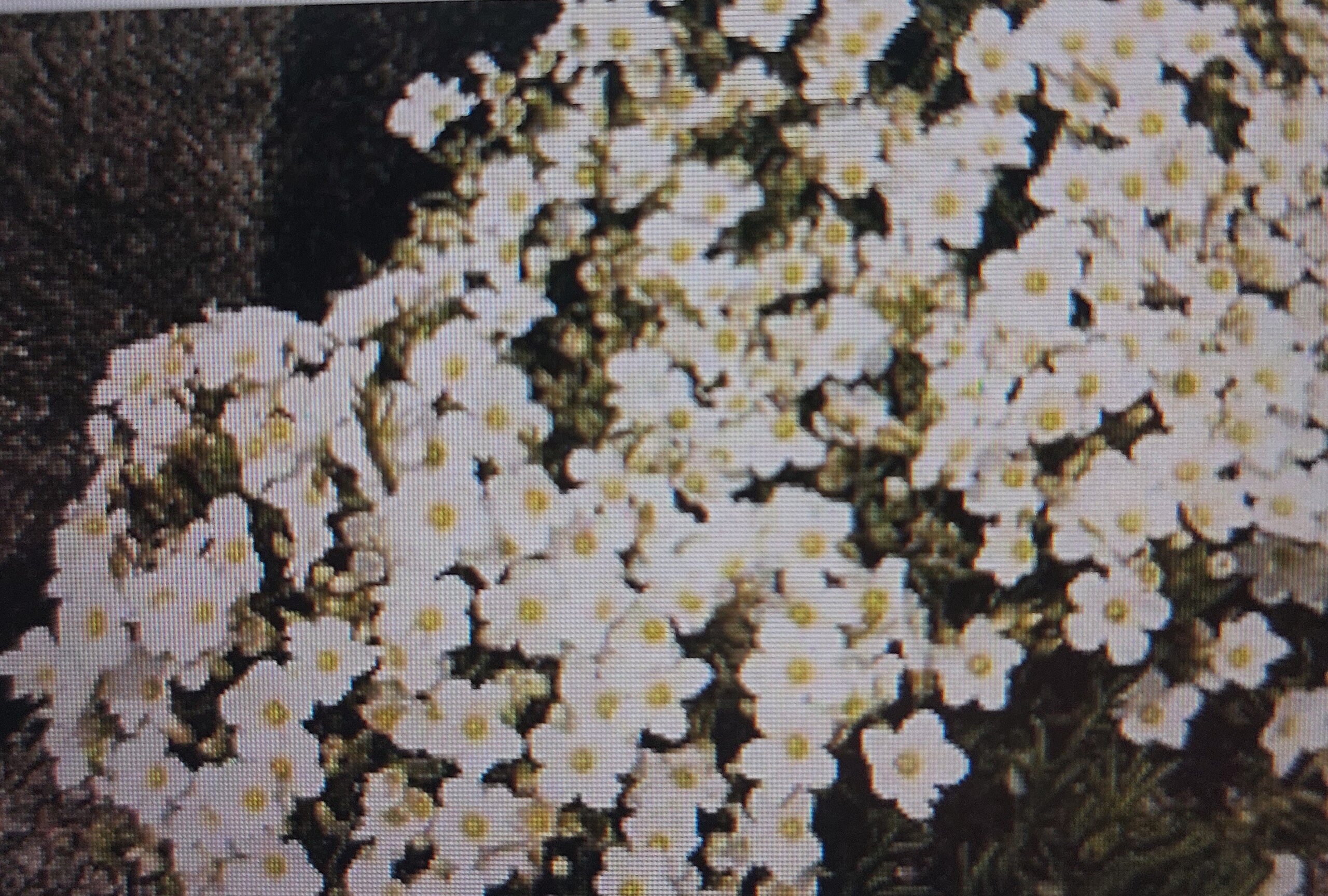 Gebirgs-Sandkraut (Arenaria montana)