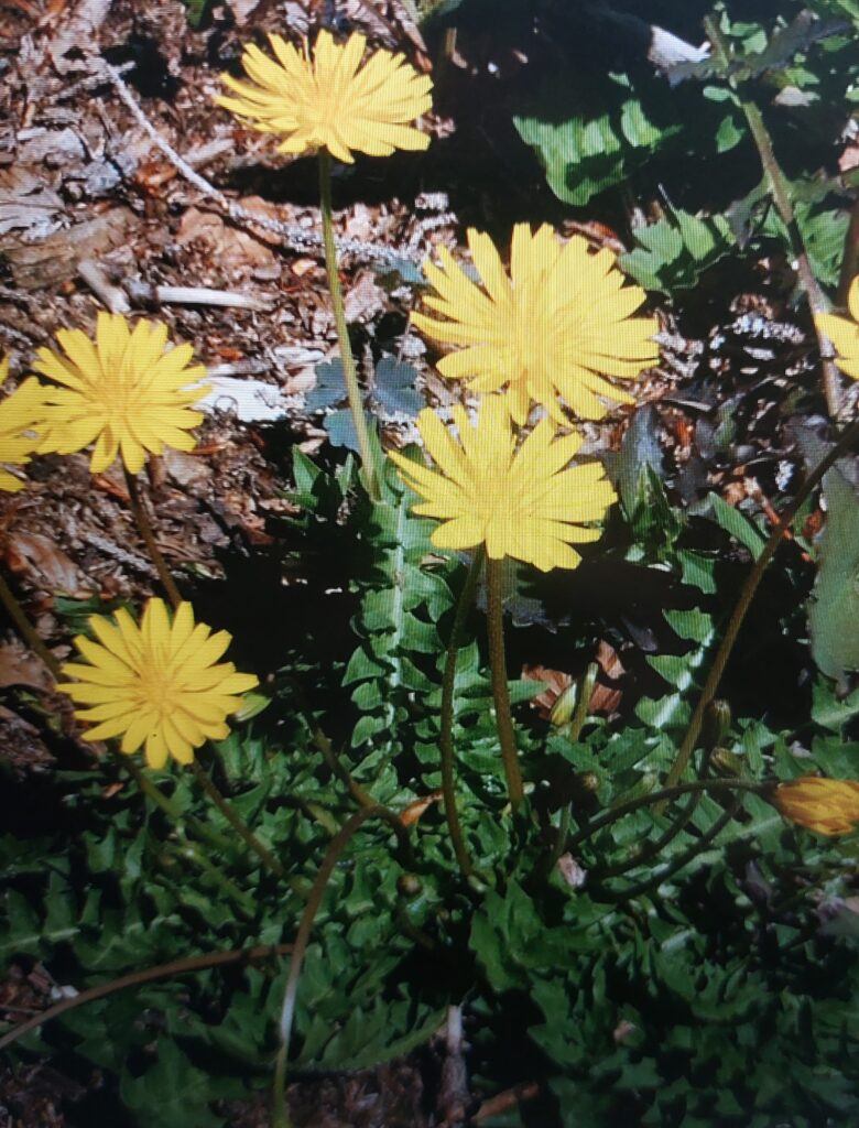 Stinkender Ysop