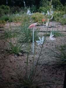Lilien-Affodill