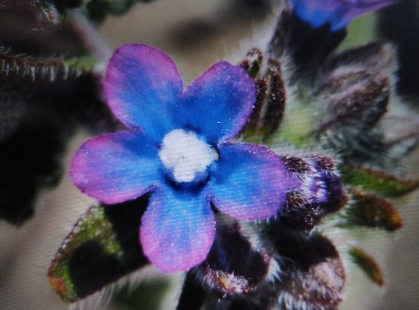Kap-Ochsenzunge (Anchusa capensis)