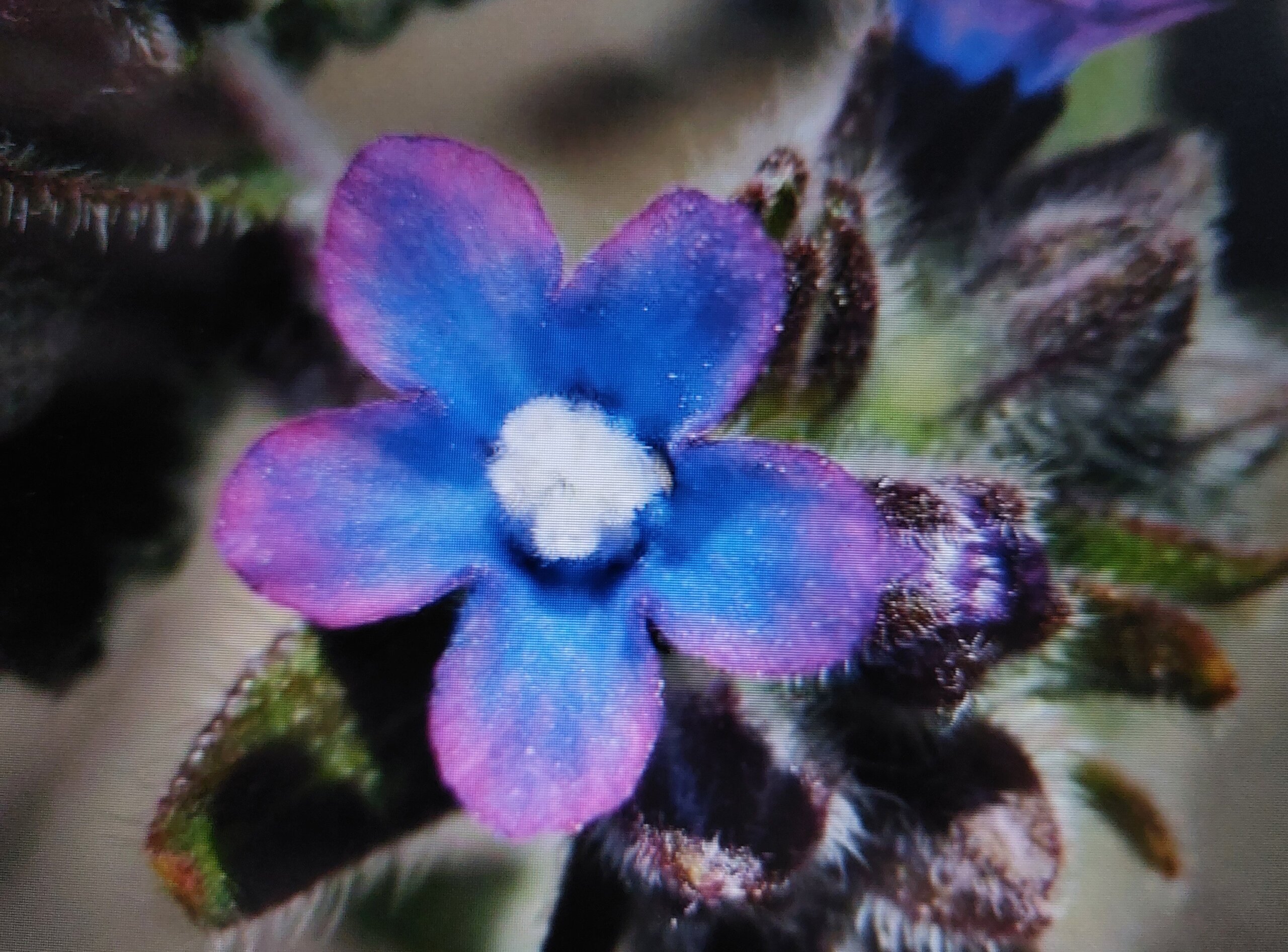 Kapische Ochsenzunge (Anchusa capensis)