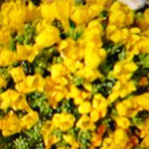 Goldprimel im Steingarten