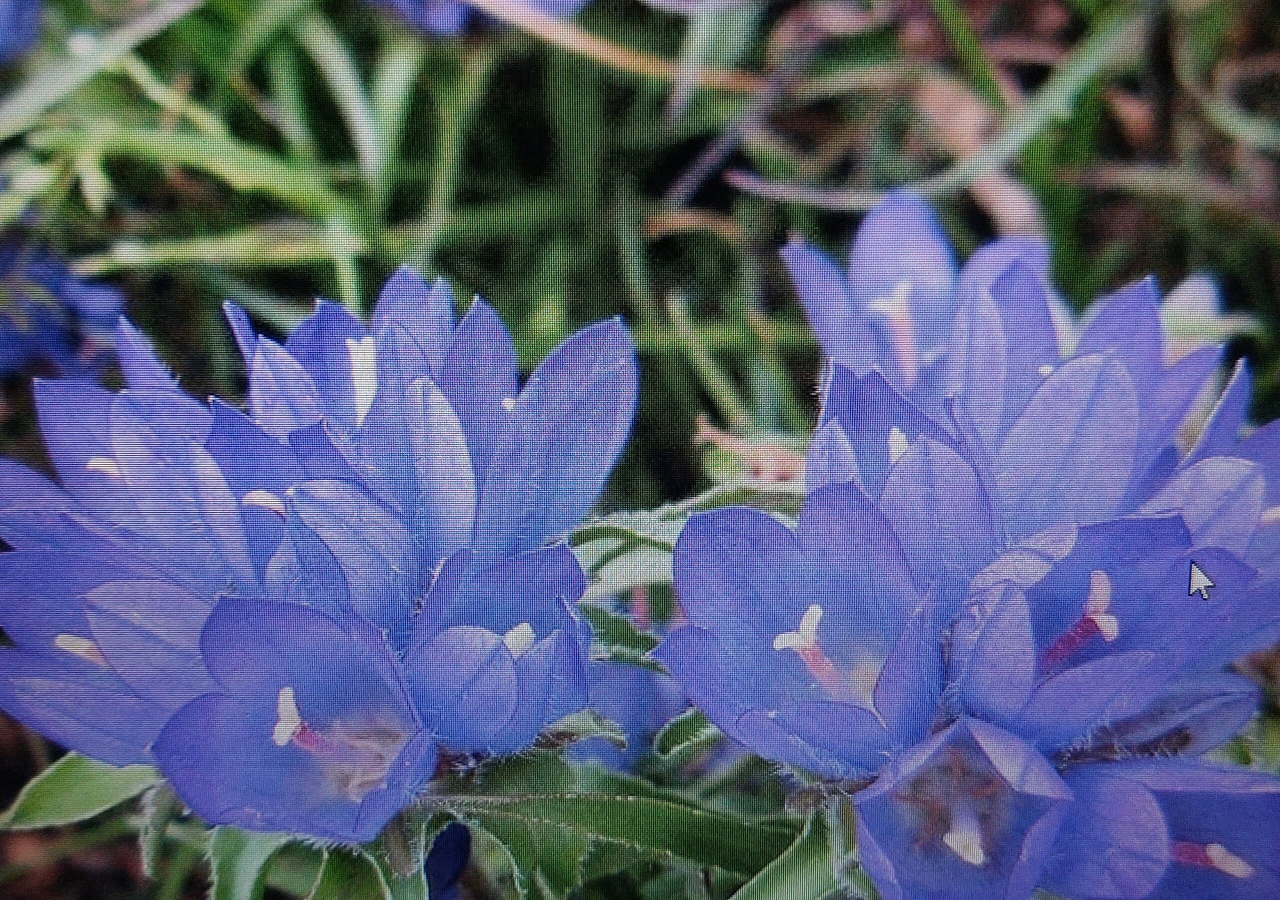 Edraianthe Edraianthus graminifolius
