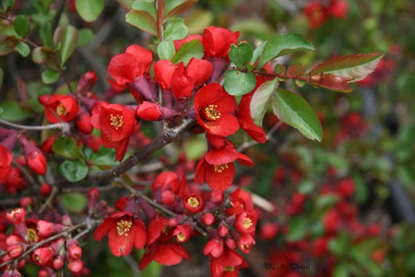 Zierquitte flaschenförmig (Chaenomeles speciosa)​