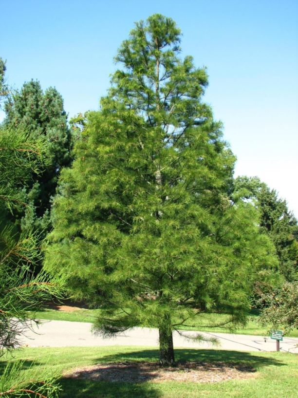 Sumpfzypresse (Taxodium ascendens)​