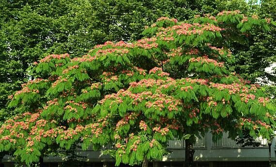 Albizzie (Albizia julibrissin)