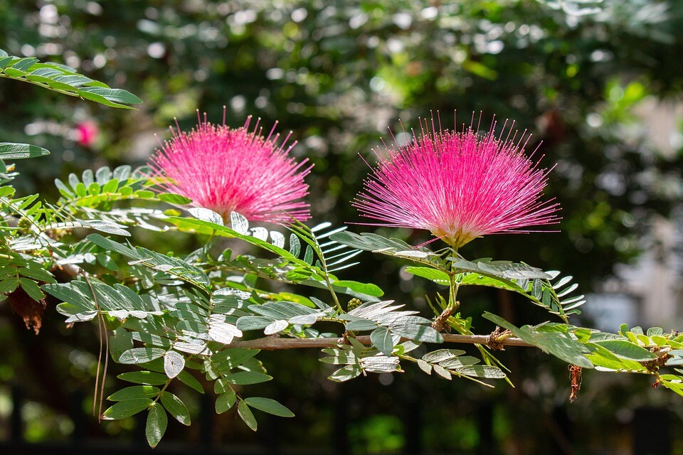 Seidenakazie (Albizia julibrissin)