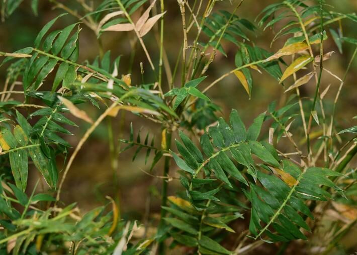 Bambusa glaucescens var. rivierorum 'Fernleaf'