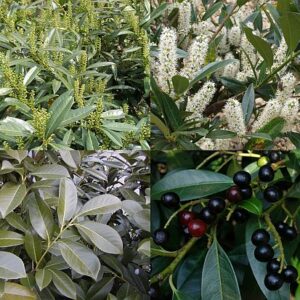 Kirschlorbeer (Prunus laurocerasus)