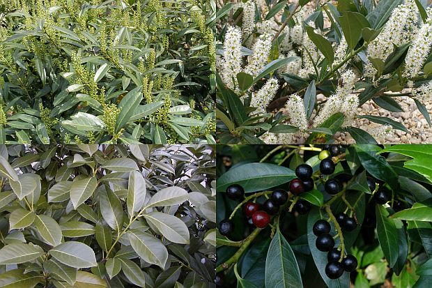 Kirschlorbeer (Prunus laurocerasus)