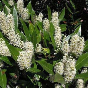 Kirschlorbeer in voller Blüte - aufrechte cremeweiße Blütentrauben zwischen glänzenden dunkelgrünen Blättern