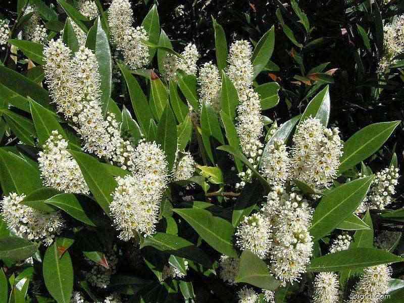 Kirschlorbeer (Prunus laurocerasus)